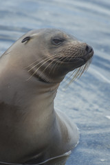 Curious Galapagos Sea Lion