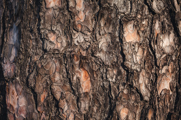 The bark of a pine.