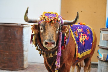 TORO