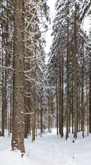 Fototapeta premium Winter snow covered fir trees on mountainside blue sky