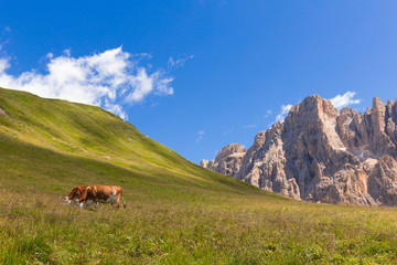 Mucche al pascolo in alta mongagna