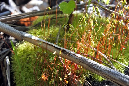 Moss with latin name Hypnum cupressiforme. Natural texture.