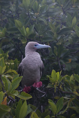 Red Footed Booby, Isla Genovese, Galapagos