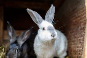 Домашние кролики в клетке