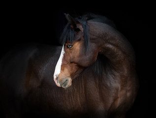 Portrait of bay horse with blue eye isolated on black background