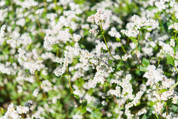 blooming buckwheat
