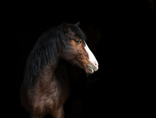 Fototapeta na wymiar Portrait of bay horse with blue eye isolated on black background
