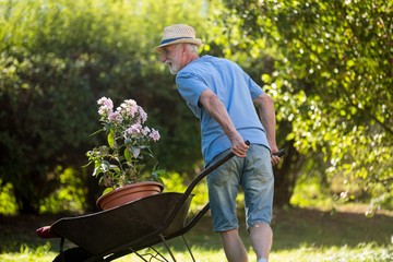 Man pushing a wheelbarrow in the garden