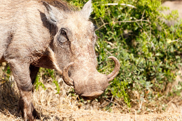 Warthog standing with his turn up horns