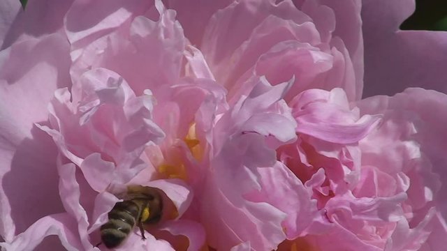 Eine Honigbiene bohrt sich in die rosa Blüte einer Pfingstrose (Nahaufnahme)