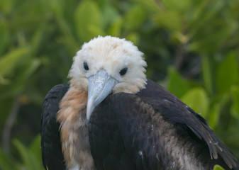 Red Footed Booby Juvenile, Isla Genovese, Galapagos