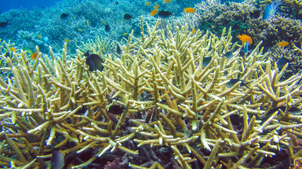 Colorful Hard Corals on Kri, Raja Ampat, Indonesia