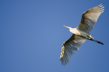Great Egret Flying in Blue Sky