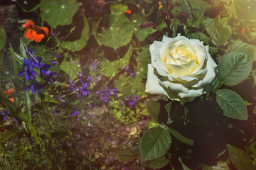Beautiful white vintage rose flower