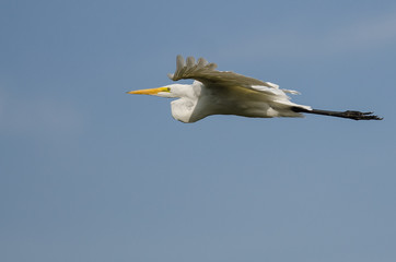 White Great Egret Flying in a Blue Sky