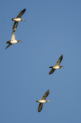 Four Wood Ducks Flying in a Blue Sky