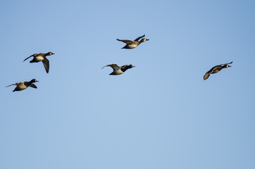 Small Flock of Ring-Necked Ducks Flying in a Blue Sky