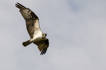 Lone Osprey Making Direct Eye Contact While Flying in a Blue Sky