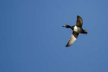 Ring-Necked Duck Flying in a Blue Sky