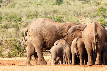 Fototapeta premium Female Elephants drinking together