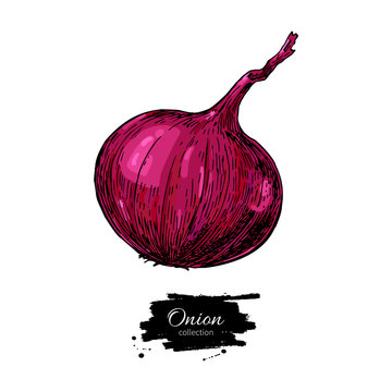 Red Onion hand drawn vector illustration. Vegetable Isolated object.