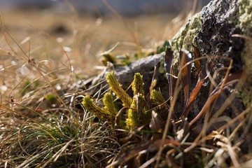 Plants growing on stones. Slovakia