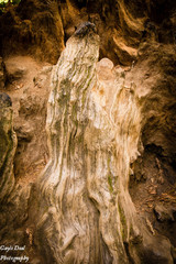 Wood