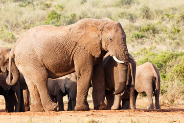 Mother elephant standing guard