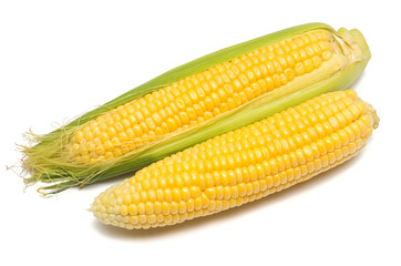 Two corn isolated on white background
