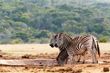 Burchell's Zebras with their heads up in the air
