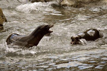 Sea lions fighting