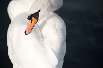 Fototapeta premium White swan