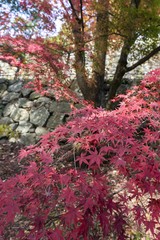 Fototapeta premium 石垣と紅葉