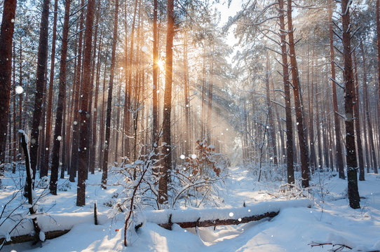 Fantastic landscape glowing by sunlight. Natural park. Carpathian, Ukraine, Europe. Beauty world. Happy New Year!!