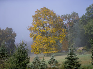Yellow autumn leaves on tree by cabin