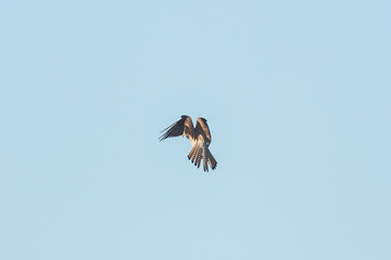 falke