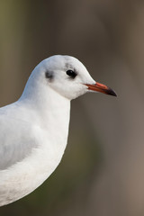 Black-headed Gull, Chroicocephalus ridibundus