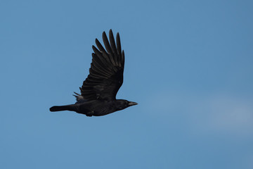 Carrion Crow, Crow, Corvus Corone