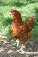 Huhn auf der Wiese