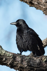 Carrion Crow, Crow, Corvus Corone