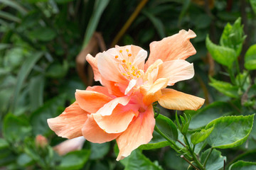 yellow flower in park with sunlight