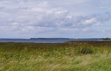 Grasfeld an der Ostseeküste von Rügen