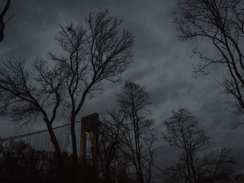 Trees and bridge in silhouette, at night