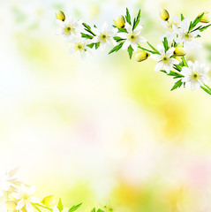 Obraz na płótnie Canvas First spring snowdrop flower.
