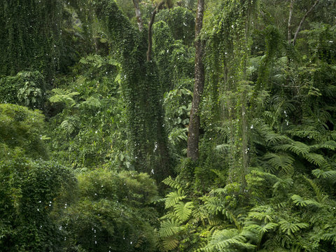 Dense forest, Hawaii