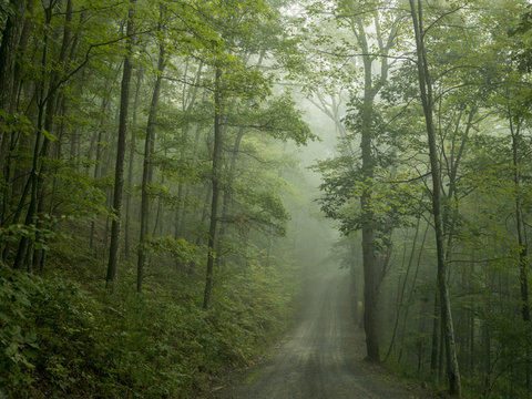 Road through treelined forest