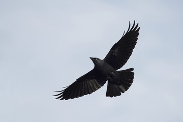 Western Jackdaw, Corvus monedula