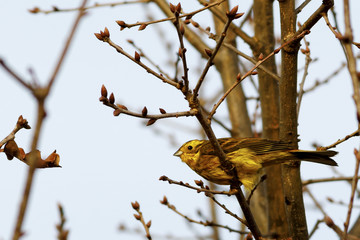Goldammer auf einem Ast - Singvogel