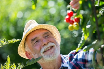 Senior man holding cherry tomato in the garden