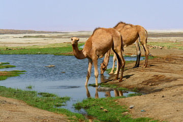 Wielbłądy dromadery u wodopoju na pustyni w Dżibuti - obrazy, fototapety, plakaty
